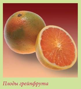 Татьяна Дорошенко - Плодоносящие растения