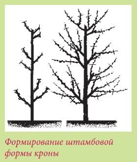 Татьяна Дорошенко - Плодоносящие растения