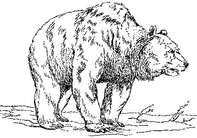 Леонид Серебрянный - Древнее оледенение и жизнь