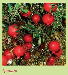 Татьяна Дорошенко - Плодоносящие растения