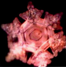 Александр Белый, Тамара Белая - Тайная Доктрина дней Апокалипсиса. Книга 1