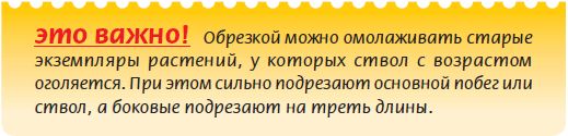 Плодоносящие растения
