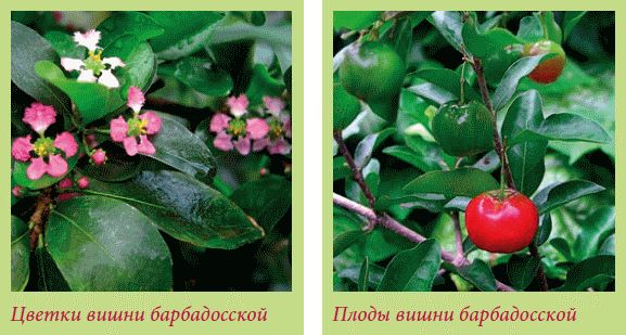 Татьяна Дорошенко - Плодоносящие растения