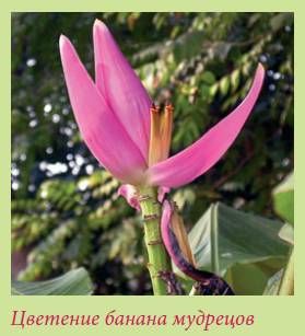 Татьяна Дорошенко - Плодоносящие растения