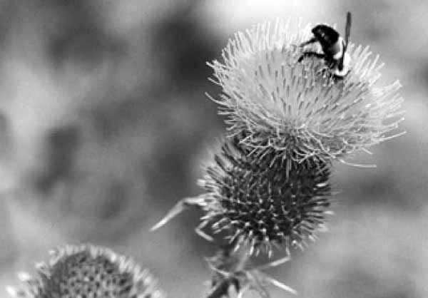 Крис Касперски - Энциклопедия примет погоды. Предсказание погоды по местным признакам