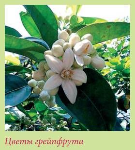 Татьяна Дорошенко - Плодоносящие растения