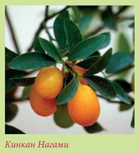 Татьяна Дорошенко - Плодоносящие растения