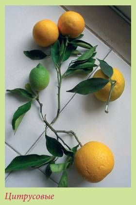 Татьяна Дорошенко - Плодоносящие растения