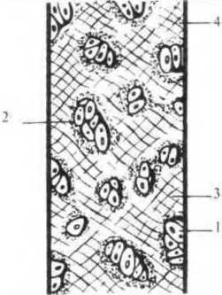 Джозеф Хавилер - Тело танцора
