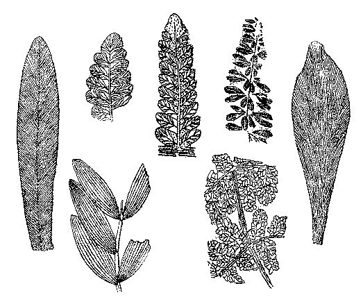 Леонид Серебрянный - Древнее оледенение и жизнь