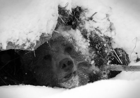 Леонид Васильев - Седьмого не стрелять (сборник)