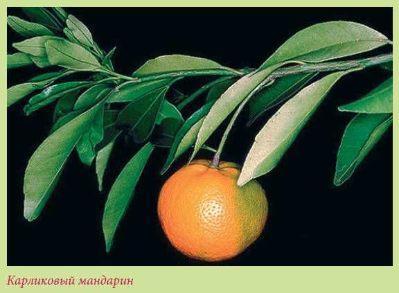 Татьяна Дорошенко - Плодоносящие растения