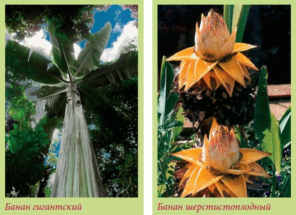 Татьяна Дорошенко - Плодоносящие растения