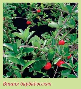 Татьяна Дорошенко - Плодоносящие растения