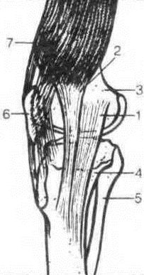 Джозеф Хавилер - Тело танцора