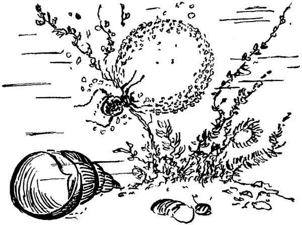 Софья Радзиевская - Полосатая спинка. Рассказы