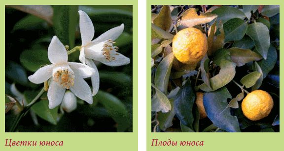 Татьяна Дорошенко - Плодоносящие растения