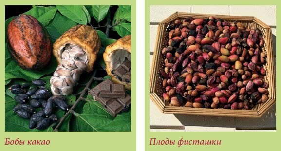 Татьяна Дорошенко - Плодоносящие растения