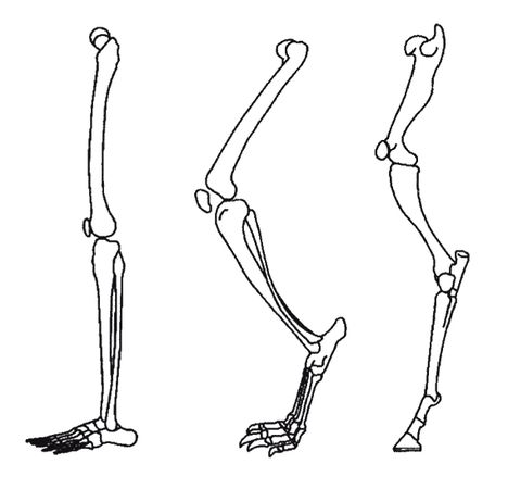 Кит Харрисон - Странности нашей эволюции