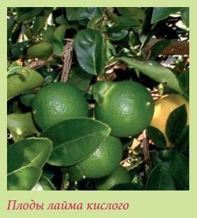 Татьяна Дорошенко - Плодоносящие растения