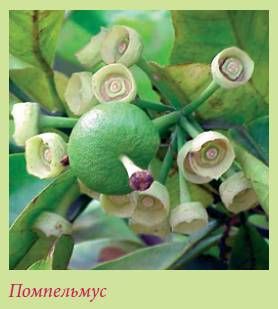 Татьяна Дорошенко - Плодоносящие растения