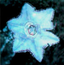 Александр Белый, Тамара Белая - Тайная Доктрина дней Апокалипсиса. Книга 1