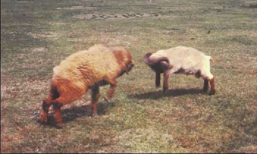 Карло Маури - Когда риск - это жизнь!