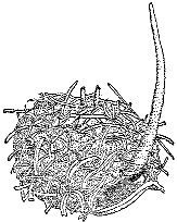Марк Махлин, Людмила Солоницына - Аквариум в школе