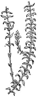 Марк Махлин, Людмила Солоницына - Аквариум в школе