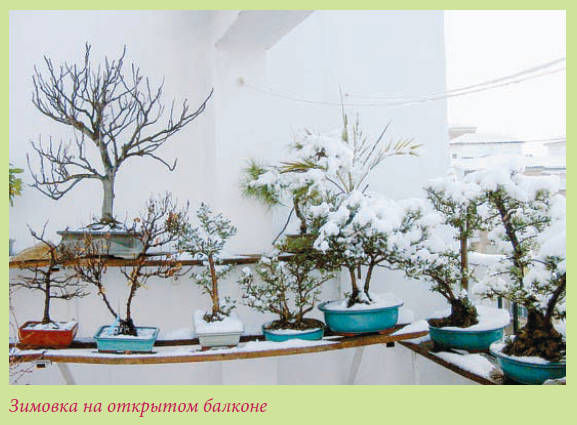 Мария Згурская - Бонсай