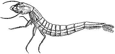 Марк Махлин, Людмила Солоницына - Аквариум в школе