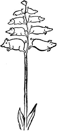 Эдвард Лир - Чистый nonsense (сборник)