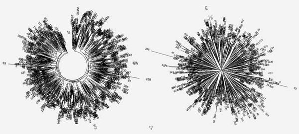 Анатолий Клёсов - Кому мешает ДНК-генеалогия?