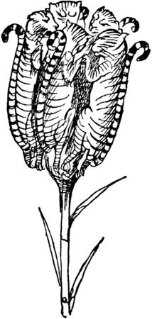 Эдвард Лир - Чистый nonsense (сборник)