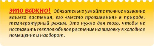 Мария Згурская - Бонсай