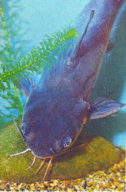 Марк Махлин, Людмила Солоницына - Аквариум в школе