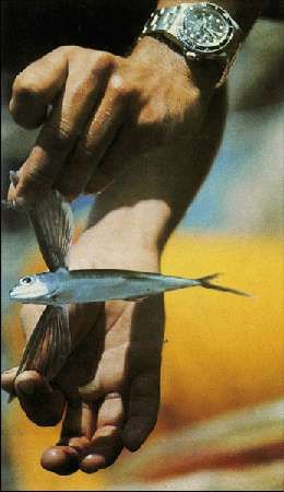 Карло Маури - Когда риск - это жизнь!