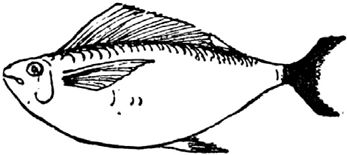 Эдвард Лир - Чистый nonsense (сборник)