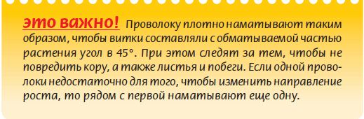 Мария Згурская - Бонсай