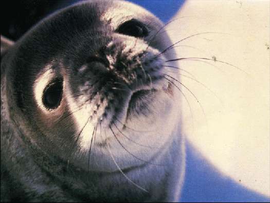 Карло Маури - Когда риск - это жизнь!