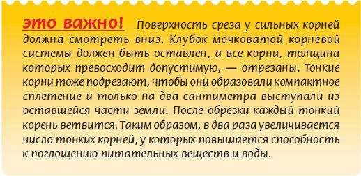 Мария Згурская - Бонсай