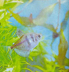 Марк Махлин, Людмила Солоницына - Аквариум в школе