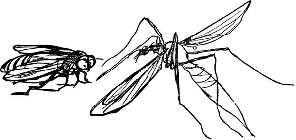 Эдвард Лир - Чистый nonsense (сборник)