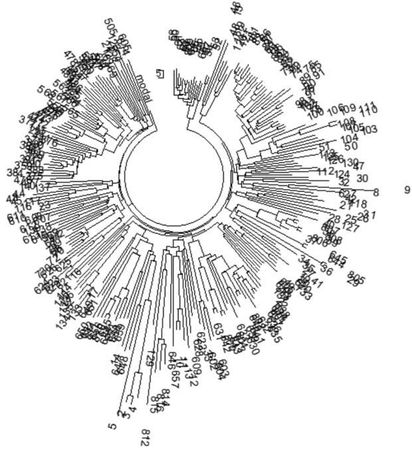 Анатолий Клёсов - Кому мешает ДНК-генеалогия?