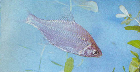 Марк Махлин, Людмила Солоницына - Аквариум в школе