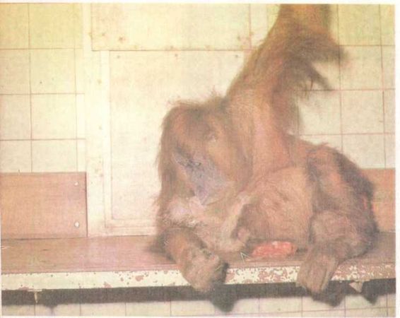 Бернгард Гржимек - От кобры до медведя гризли