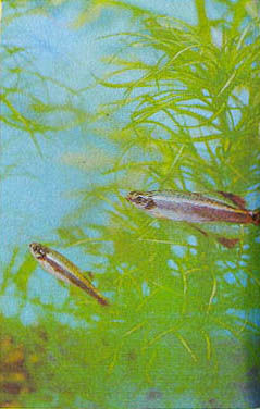 Марк Махлин, Людмила Солоницына - Аквариум в школе