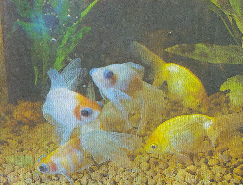 Марк Махлин, Людмила Солоницына - Аквариум в школе