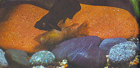 Марк Махлин, Людмила Солоницына - Аквариум в школе