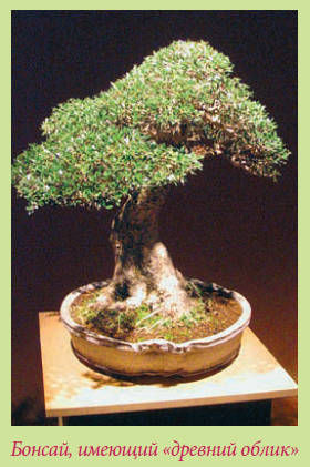 Мария Згурская - Бонсай